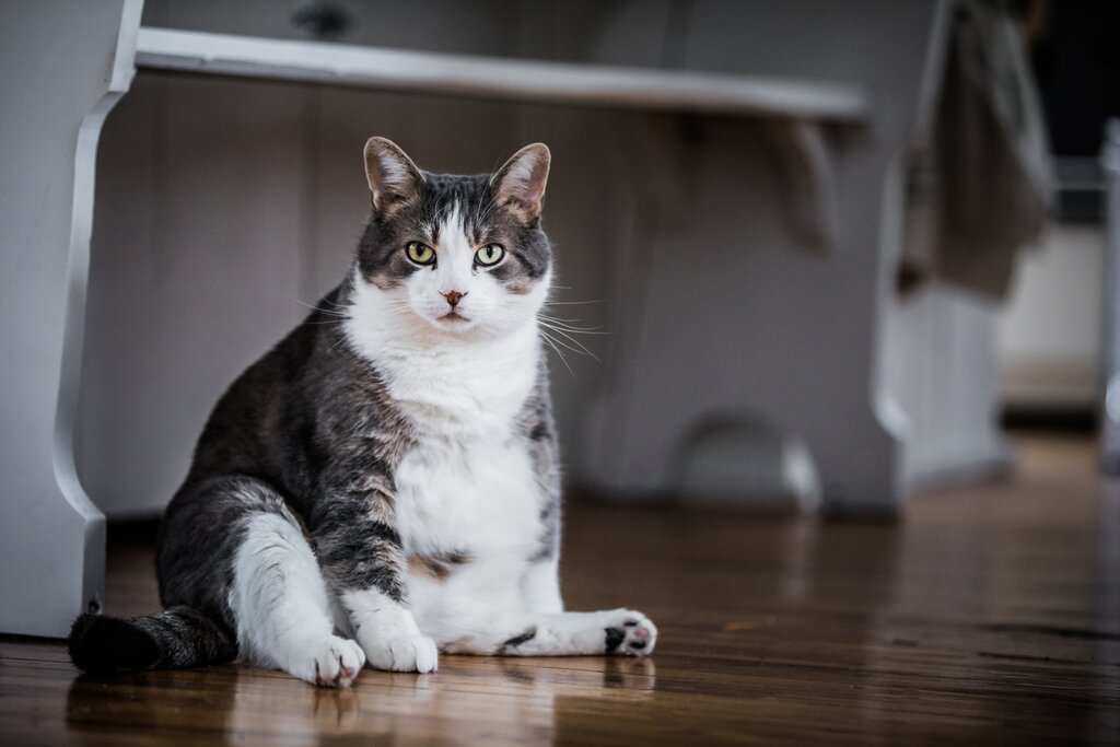 an overweight white and tabby cat sitting on a wooden floor