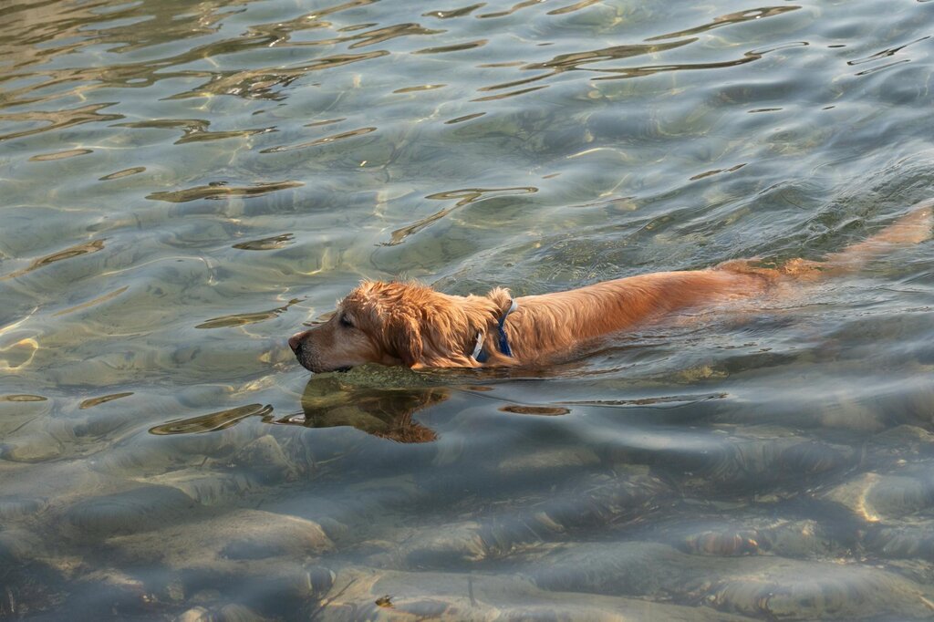 Golden Retriever swimming in water