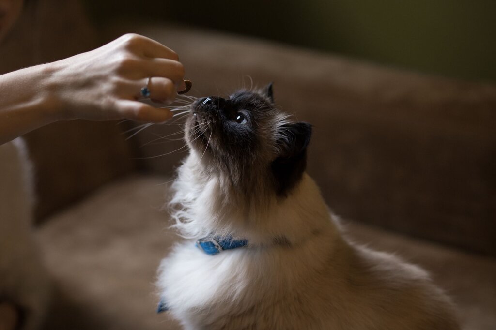 a brown and white fluffy cat receiving a supplement