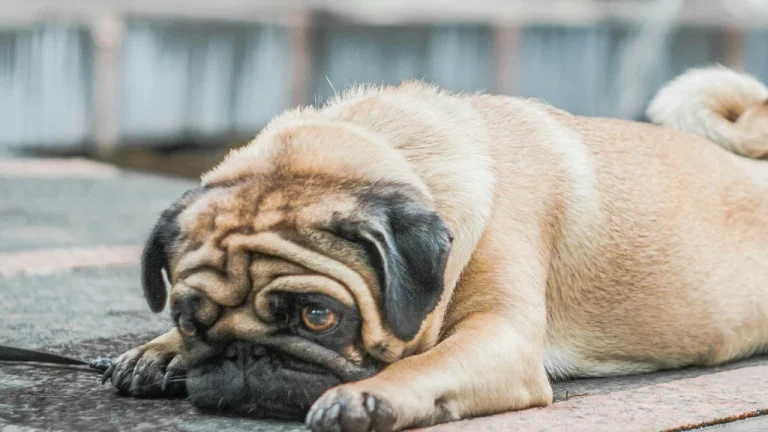 pug lying flat on pavement