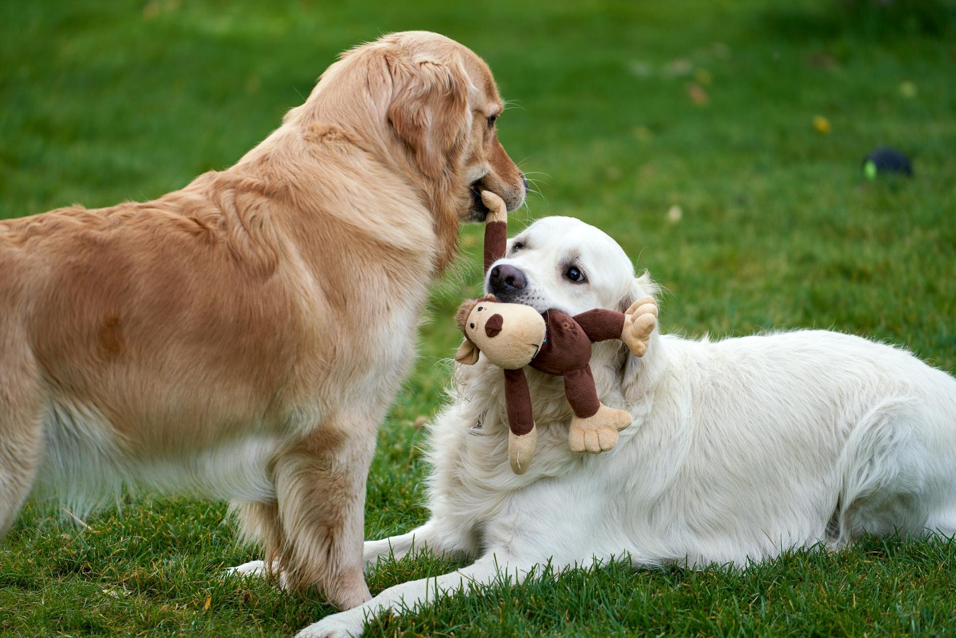 Two Golden Retrievers playing witha. monkey toy on the grass