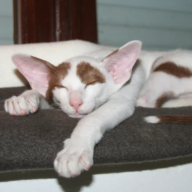 oriental shorthair sleeping