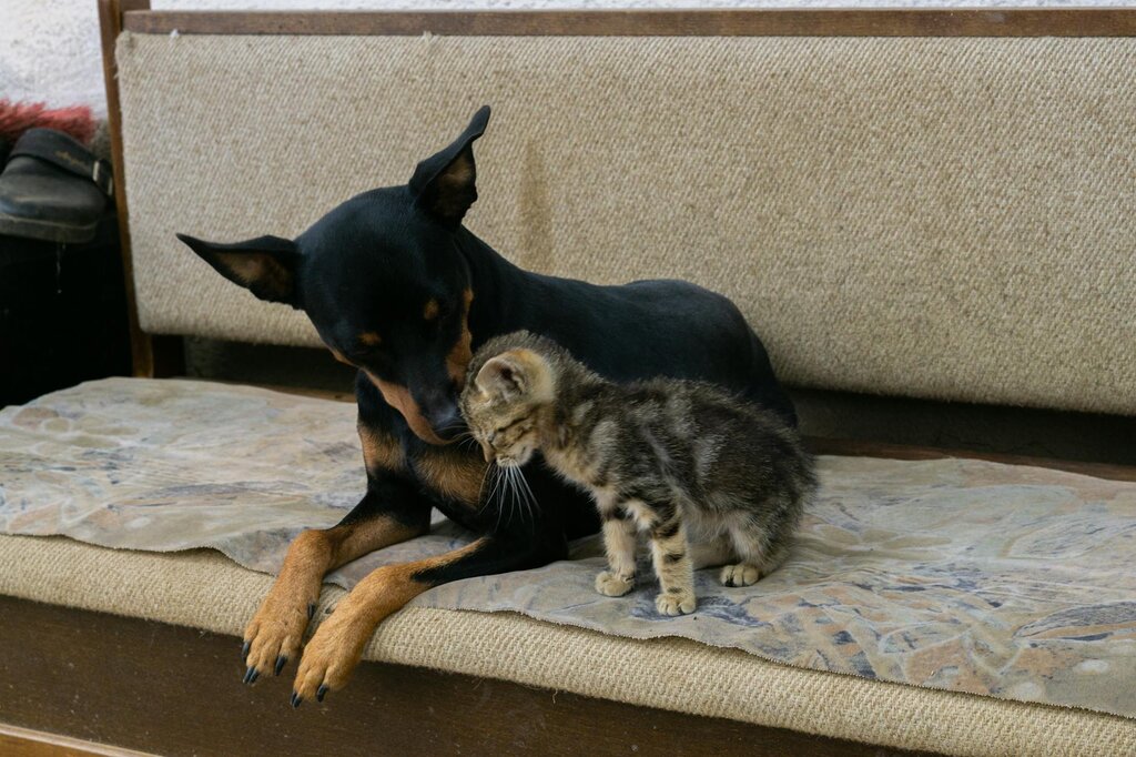 small tabby kitten rubbing up aganist black and tan dog