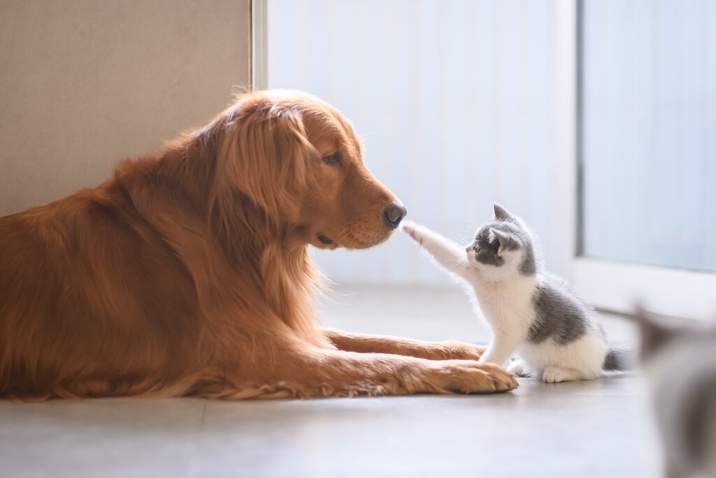 grey and white kitten meeting dog