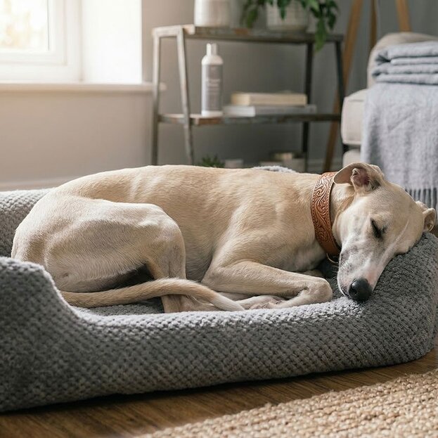whippet-sleeping