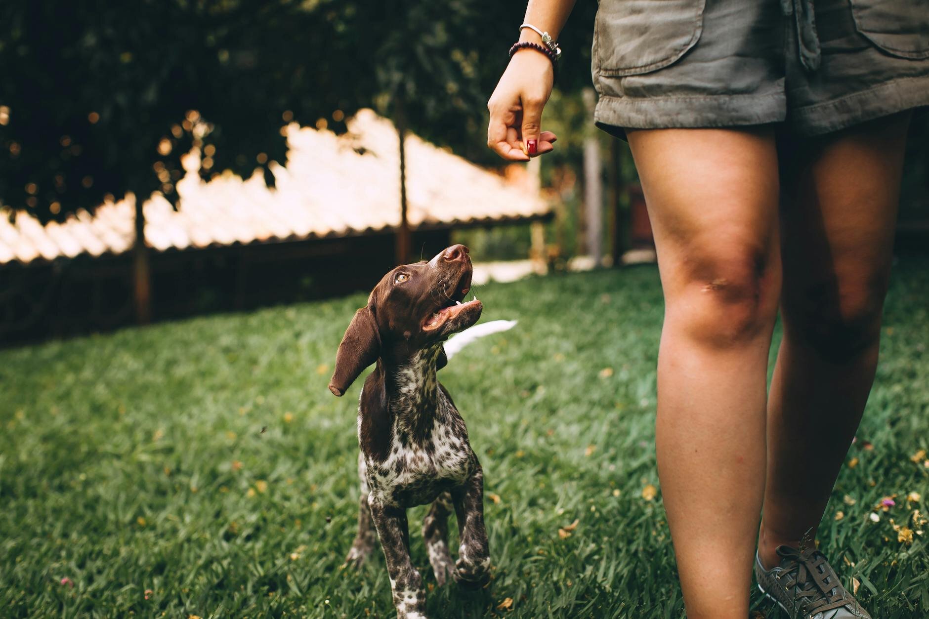 german shorthaired pointer puppy following owner