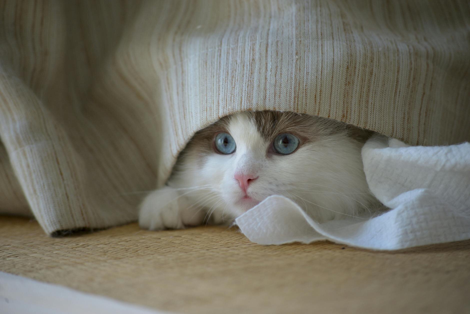 cat hiding under curtain