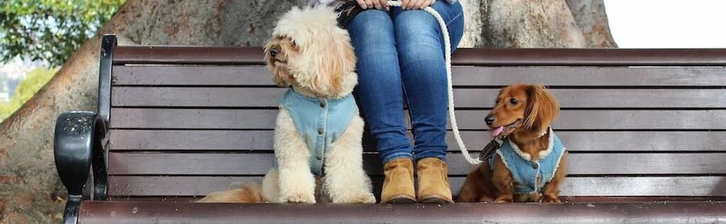 two dogs sitting on a bench with a person