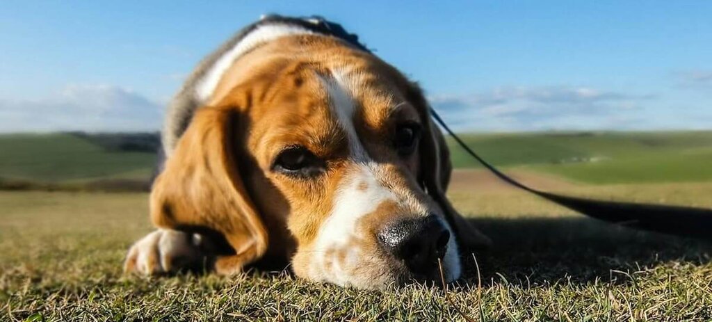 sad looking dog lying on grass