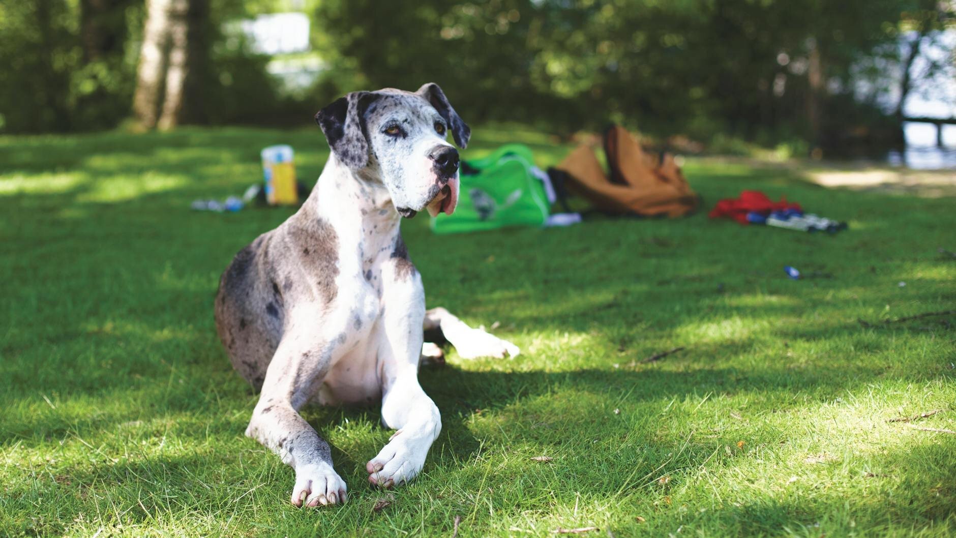 great dane lying on grass