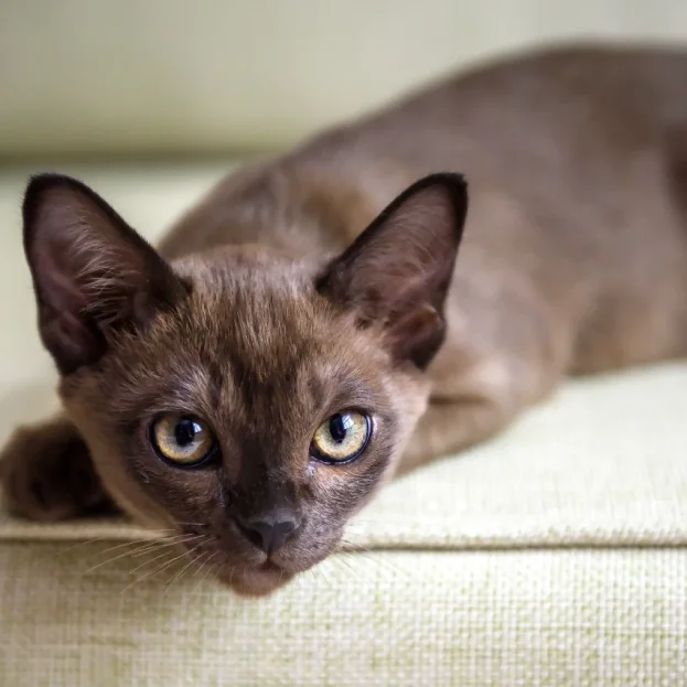 burmese cat lying on sofa