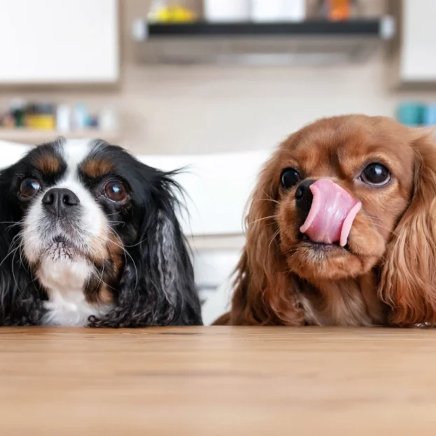 2 cavaliers waiting for food, one licking lips