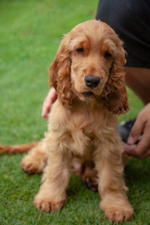 cocker spaniel puppy