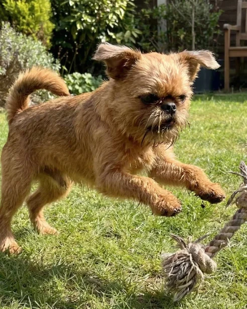 brussels griffon playing with rope toy