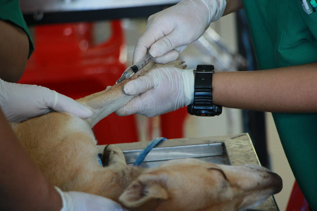 vet performing intravenous injection in a dog