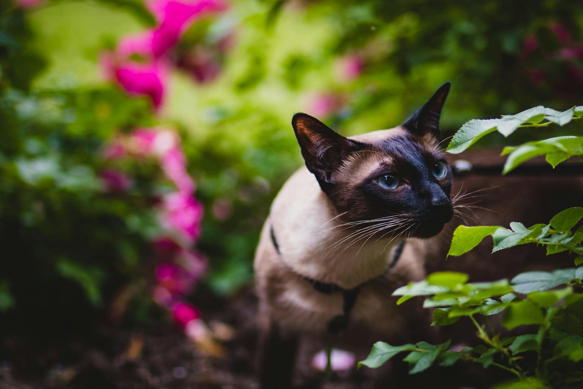 siamese cat in the trees 