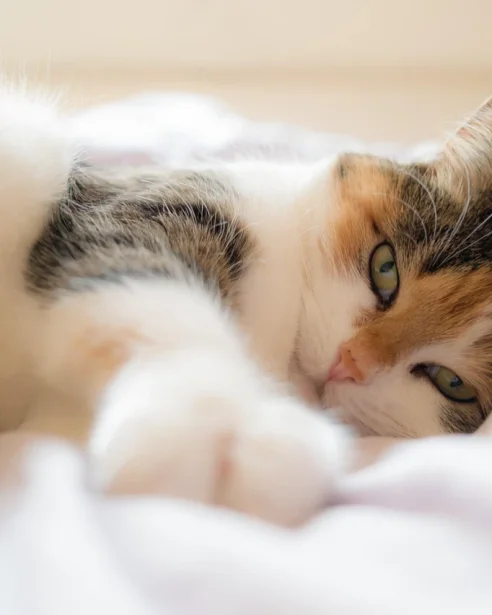 Tortie cat in lying on bed
