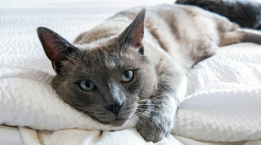 A brown cat with blue eyes looking at the camera lying on the blanket 
