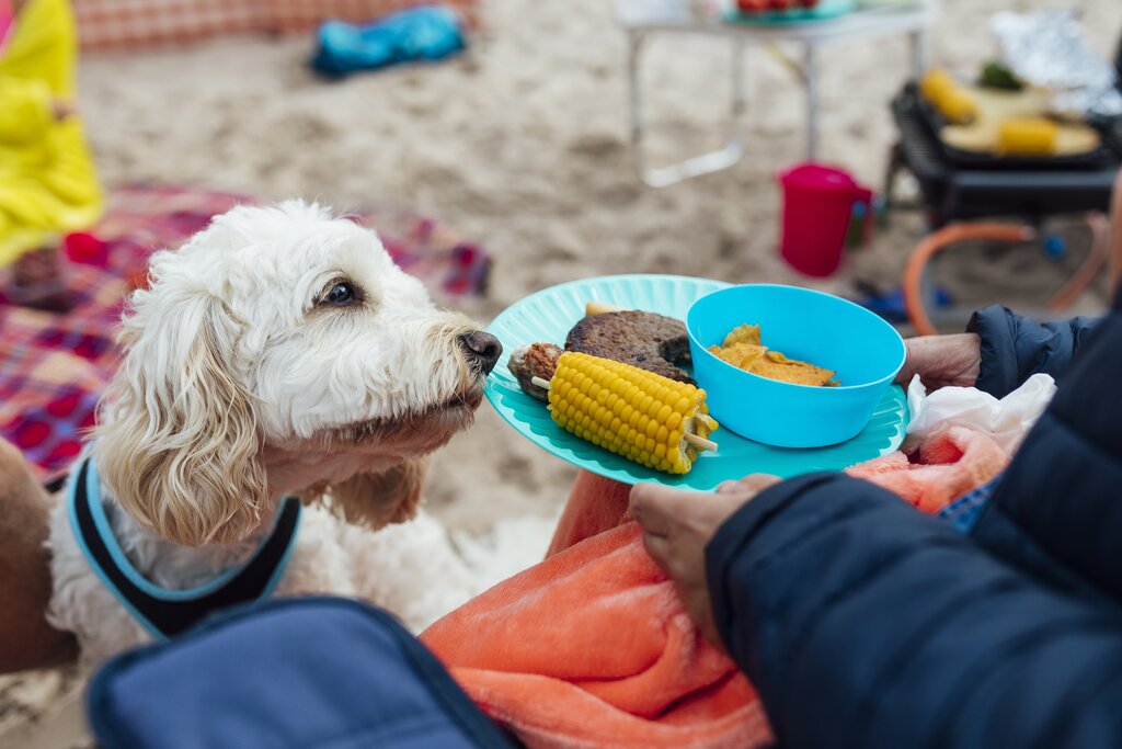dog looking at plate of bbq food