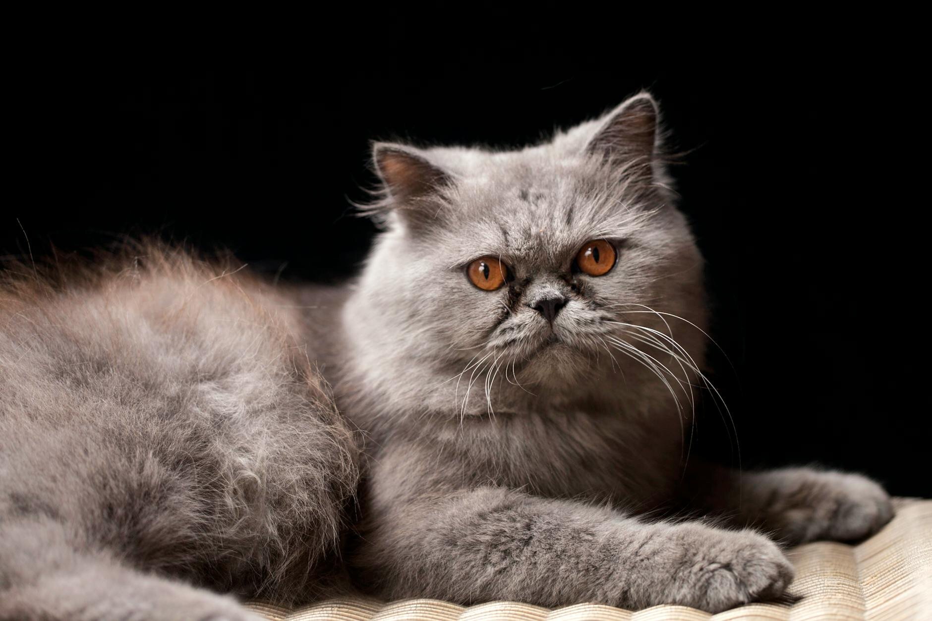 grey persian cat 