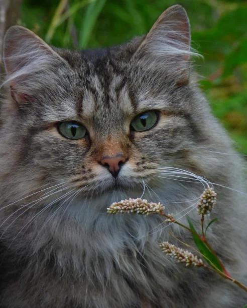 tabby norwegian forest cat outdoors