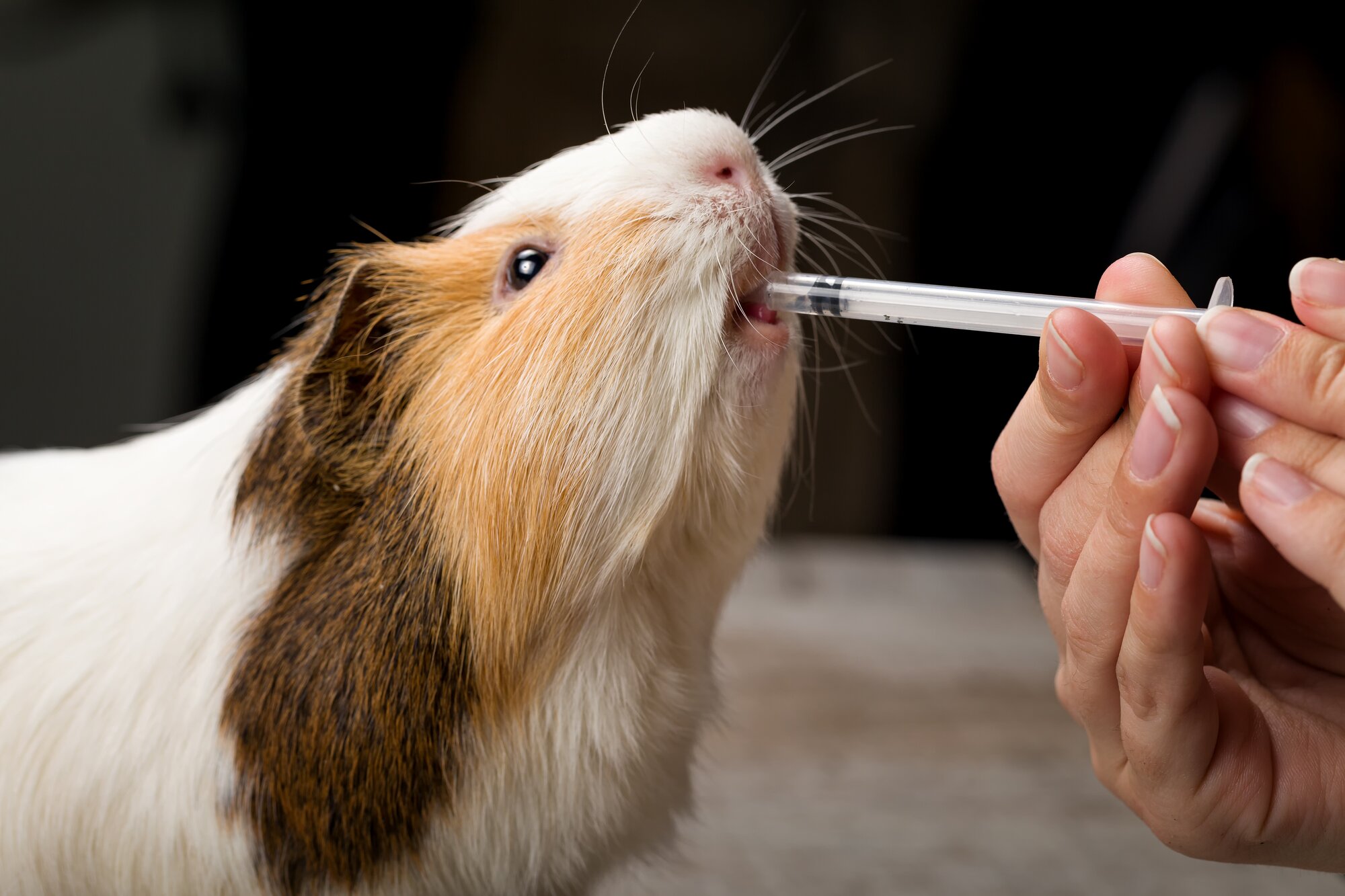 A guinea pig taking medication from an oral syringe
