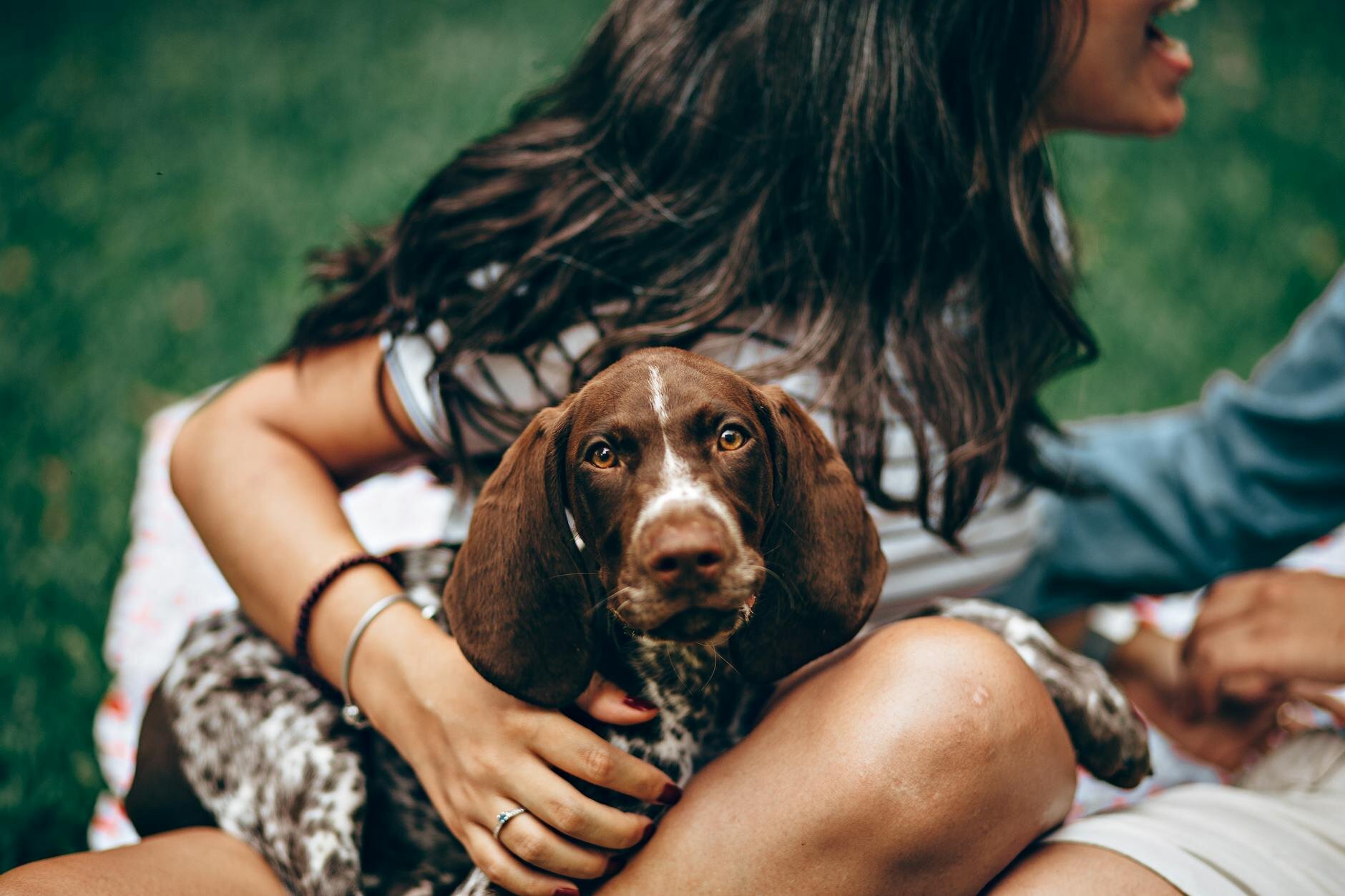 image of a pointer dog been embraced by a woman