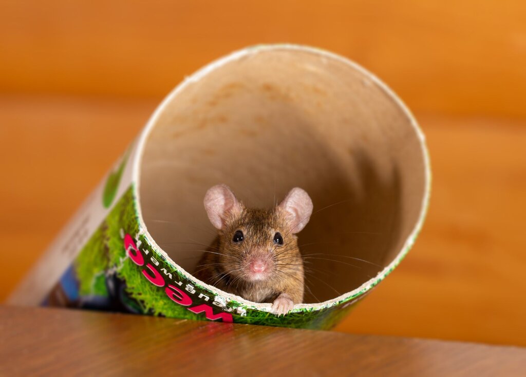 a brown pet mouse sitting in a cardboard roll