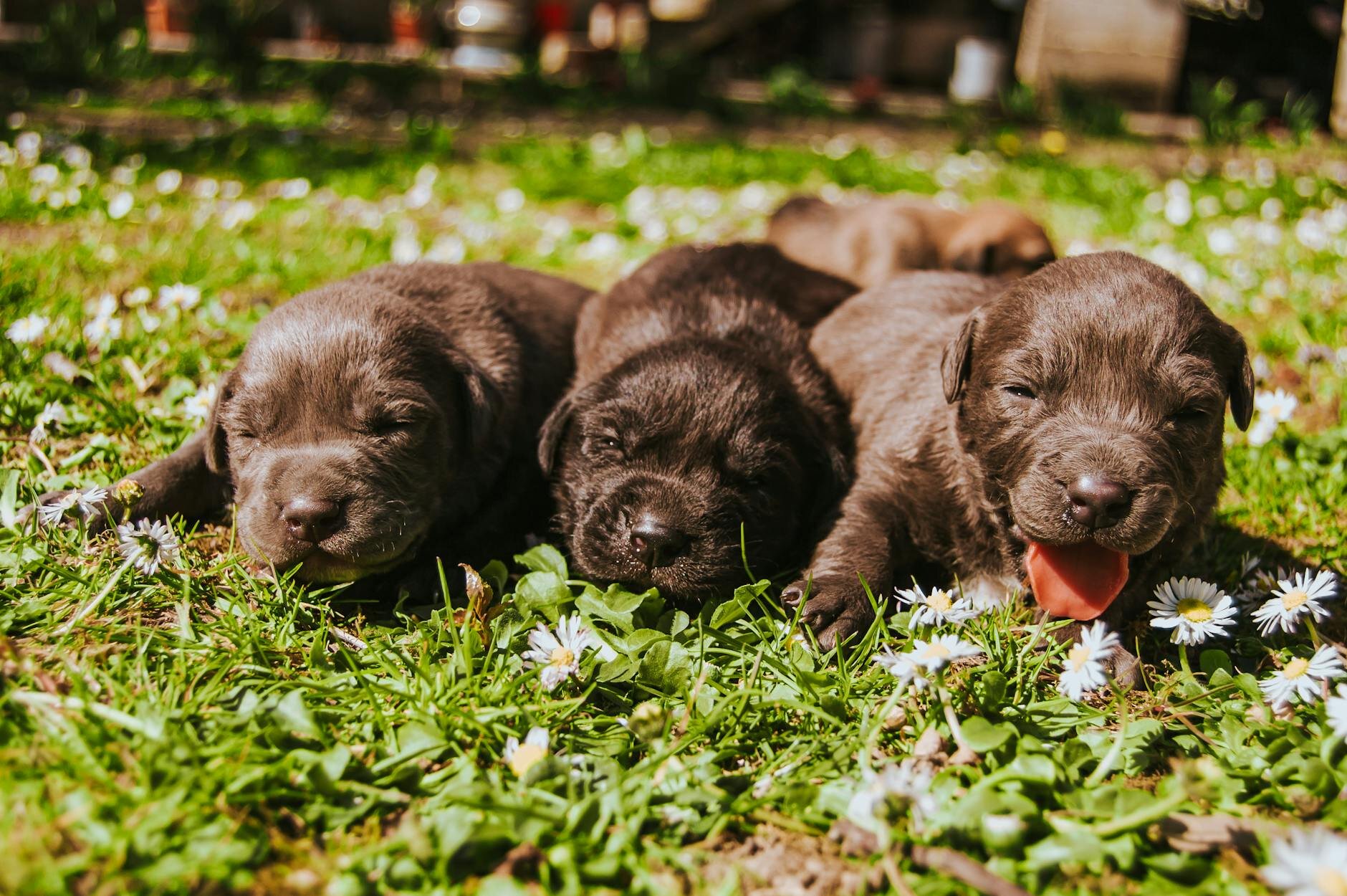 chocolate puppies on grass