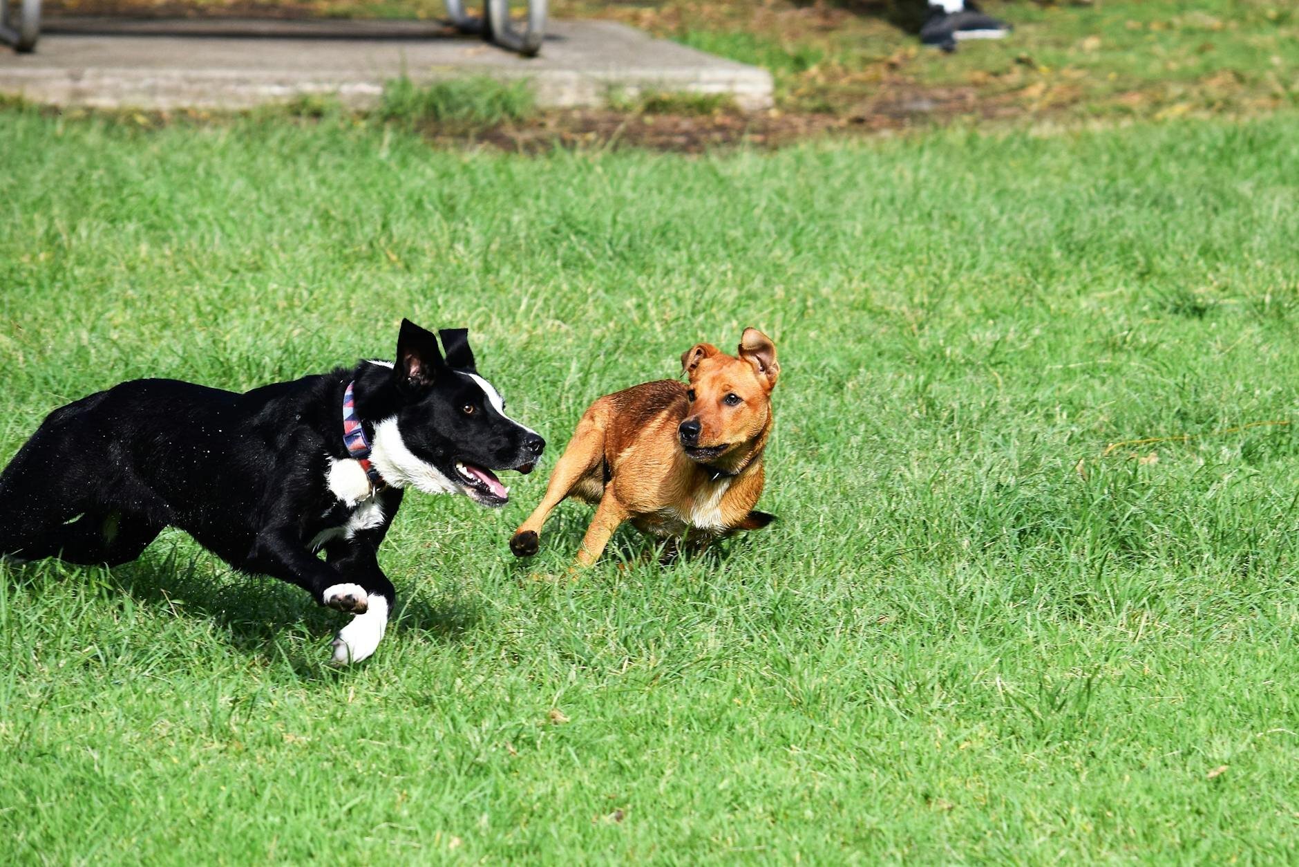 black and white and brown dog running and playing together in green field