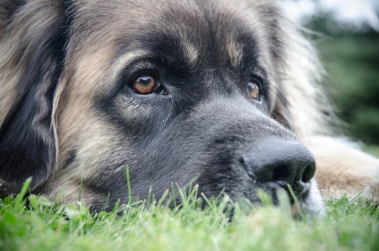 The face of a leonberger lying on the grass looking into the distance 