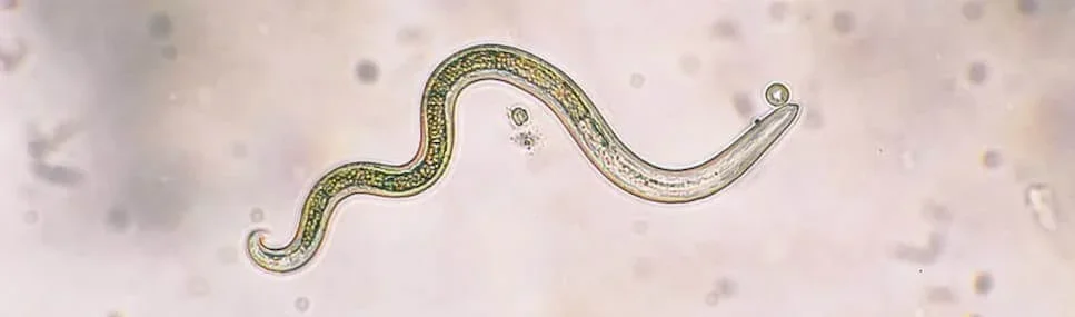 worm under microsope