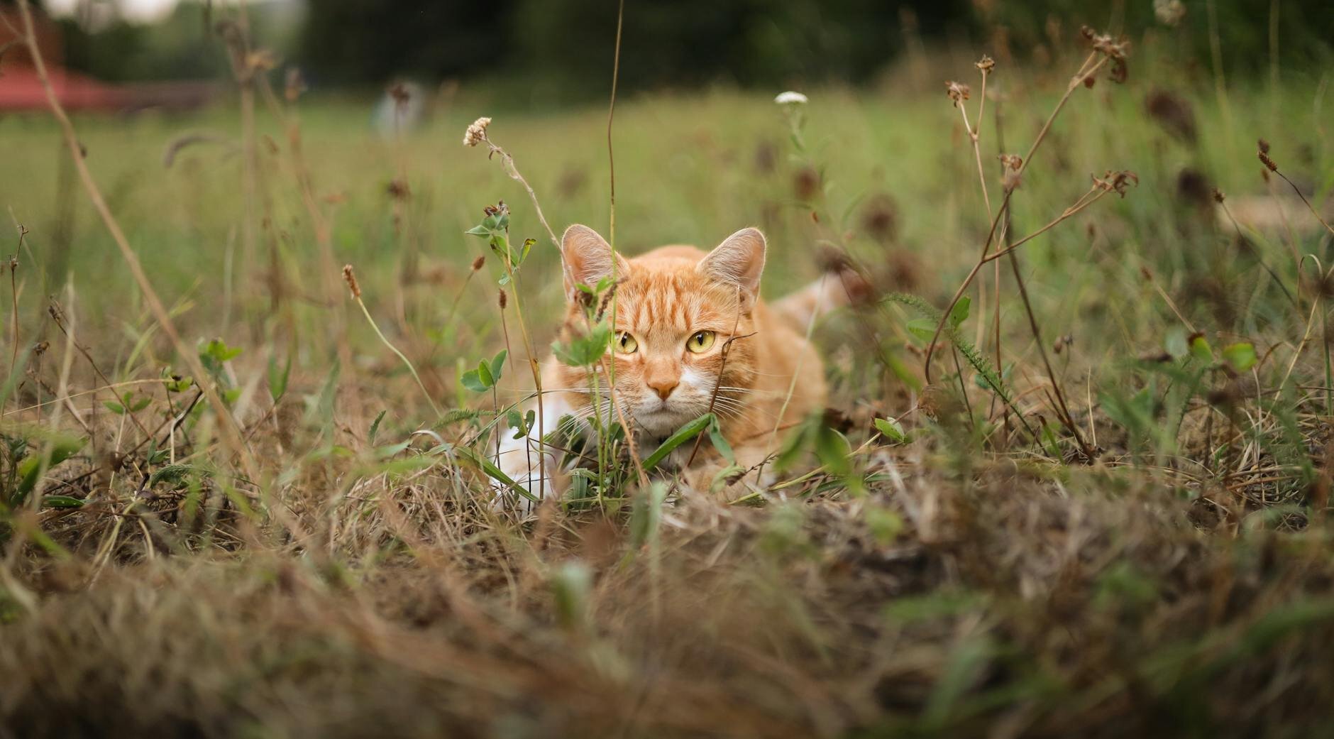 cat hiding in grass