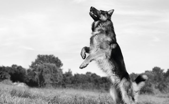 german shepherd standing up on back legs