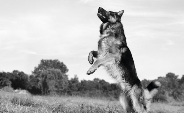 german shepherd standing up on back legs