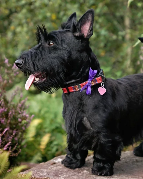 scottish terrier with tartar collar and bow