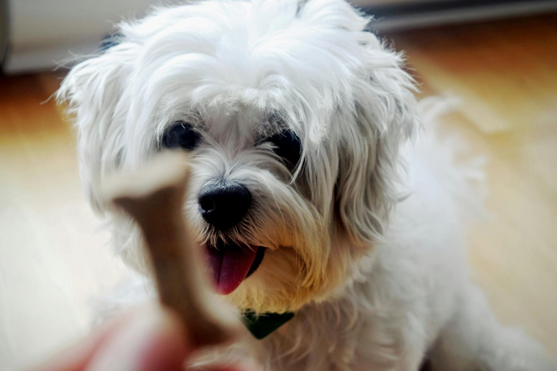 White fluffy dog getting offered a bone -shaped dog treat