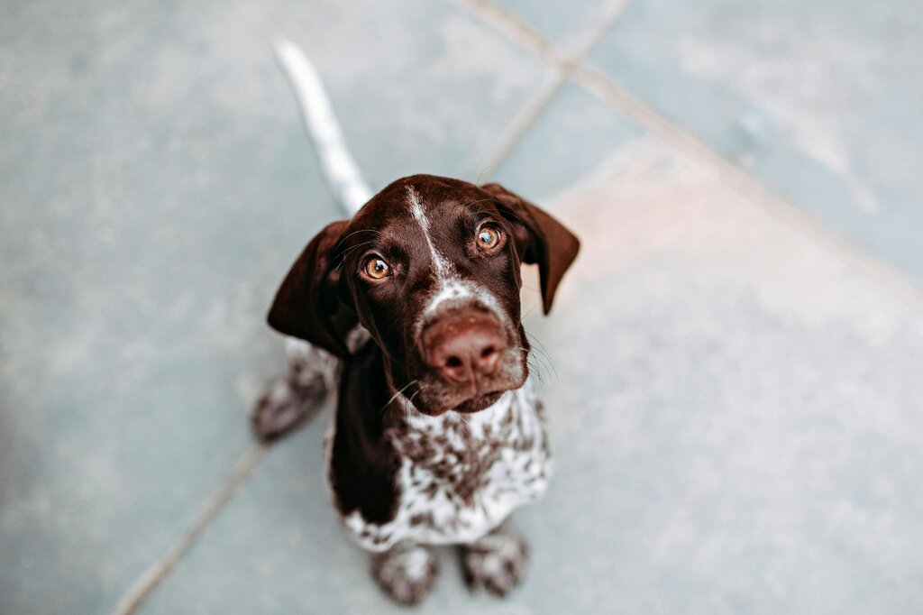 brown and white puppy looking up at camera