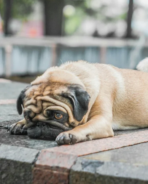 pug lying flat on pavement