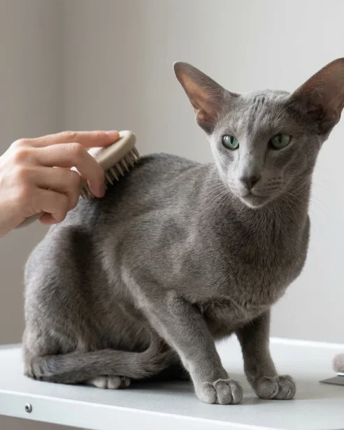 oriental shorthair cat being groomed