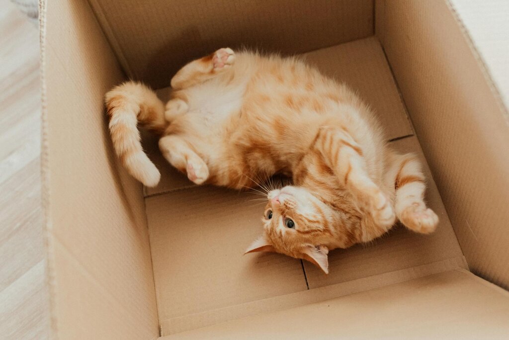 a ginger tabby cat lying on it's back playfully in a cardboard box