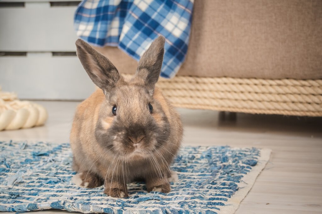 rabbit sitting on floor mat