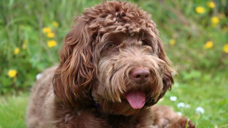 chocolate spoodle lying on grass panting