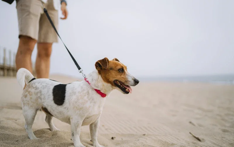 small dog at beach