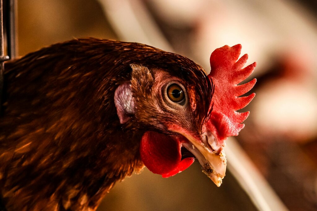 close up of chicken's head
