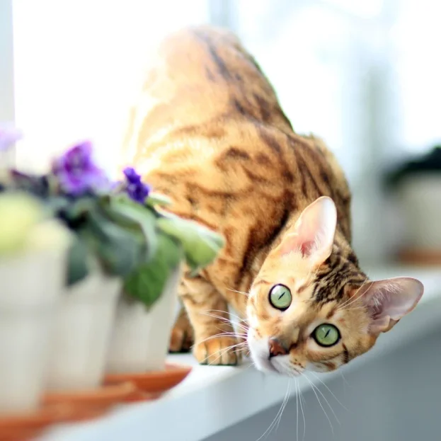 bengal cat on window sill
