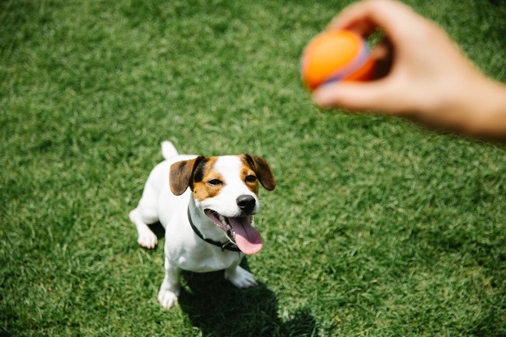 small dog sitting and waiting for owner to throw ball