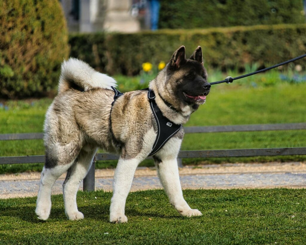 akita dog on harness and leash