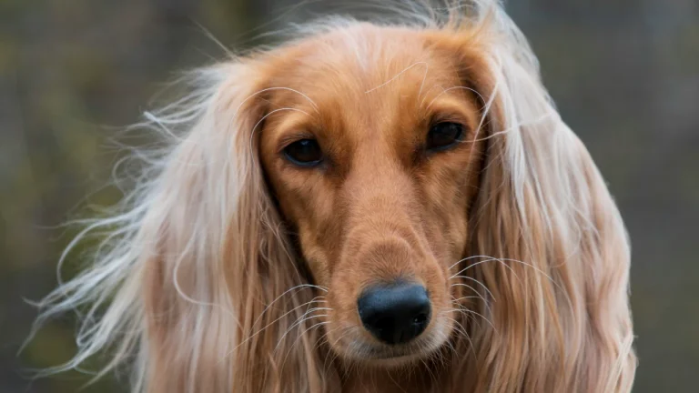 afghan hound looking at camera