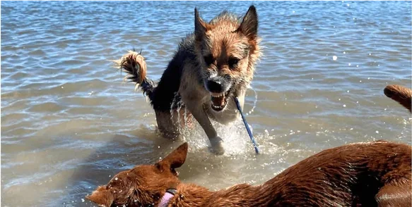 2 dogs in water, 1 lunging and baring teeth at other